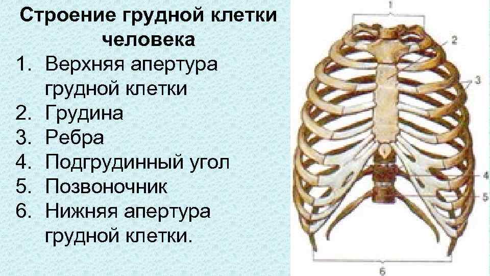 Ребро отдел скелета. Нижняя Апертура грудной клетки анатомия. Особенности строения грудной клетки. Грудина анатомия верхняя Апертура. Грудная клетка строение и соединение костей.