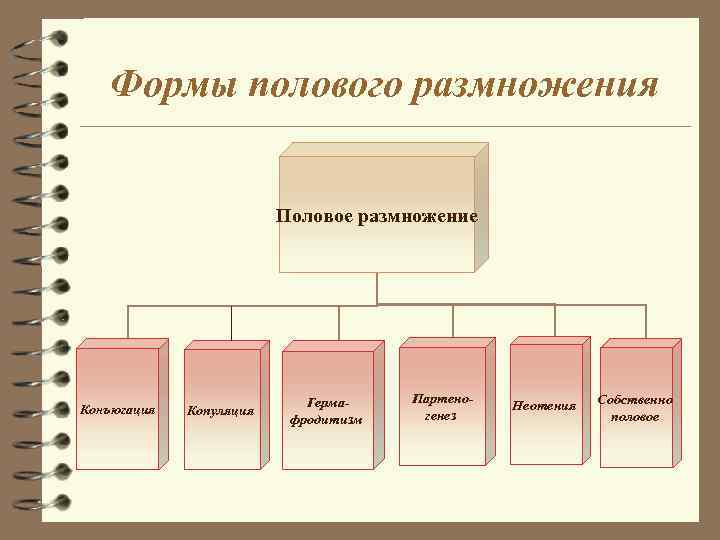 Формы полового размножения Половое размножение Конъюгация Копуляция Гермафродитизм Партеногенез Неотения Собственно половое 