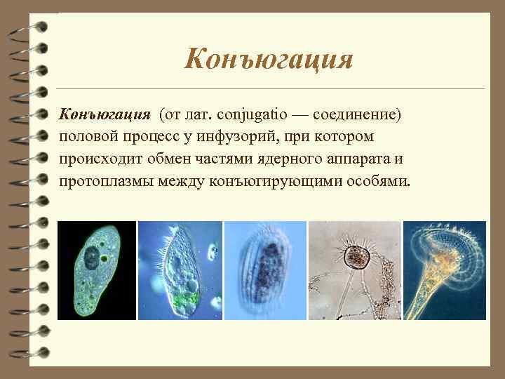 Конъюгация (от лат. conjugatio — соединение) половой процесс у инфузорий, при котором происходит обмен