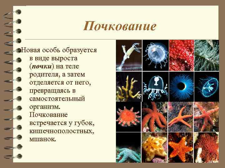 Почкование Новая особь образуется в виде выроста (почки) на теле родителя, а затем отделяется