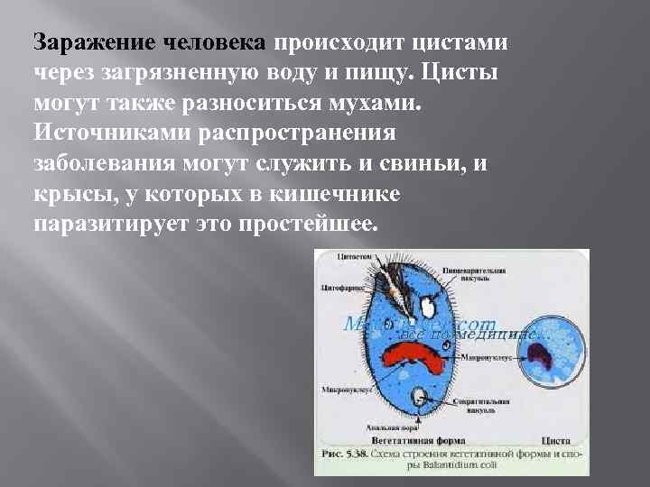 Заражение человека. Заражение человека происходит цистами. Заражение человека происходит цистами у каких червей. Заражение цистами характерно для. Заражение аскаридами происходит цистами.