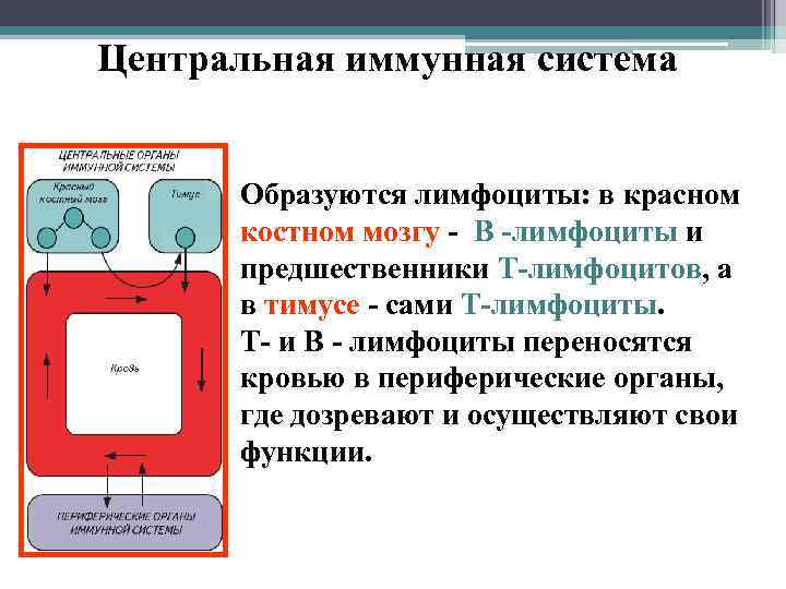 Центральная иммунная система Образуются лимфоциты: в красном костном мозгу - В -лимфоциты и предшественники