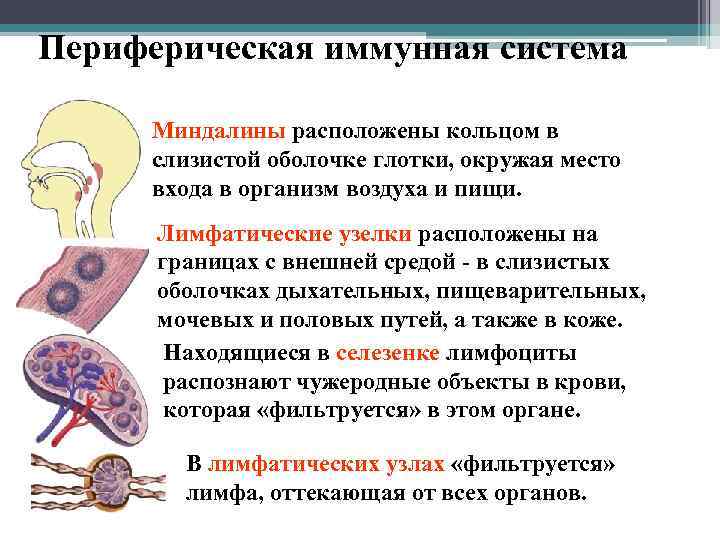 Периферическая иммунная система Миндалины расположены кольцом в слизистой оболочке глотки, окружая место входа в