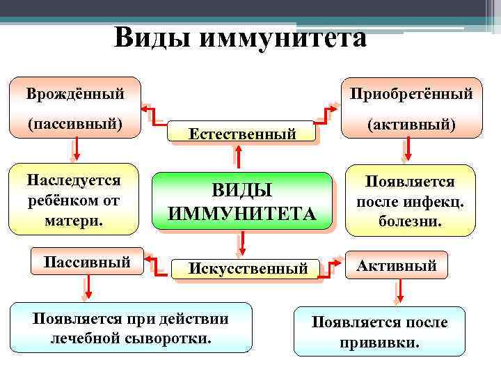 Виды иммунитета Врождённый Приобретённый (пассивный) (активный) Наследуется ребёнком от матери. Пассивный Естественный ВИДЫ ИММУНИТЕТА