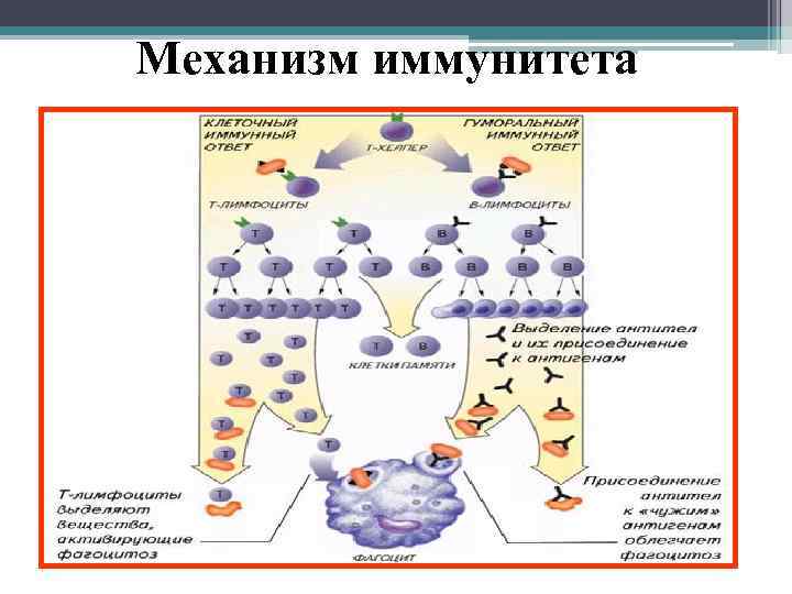 Механизм иммунитета 