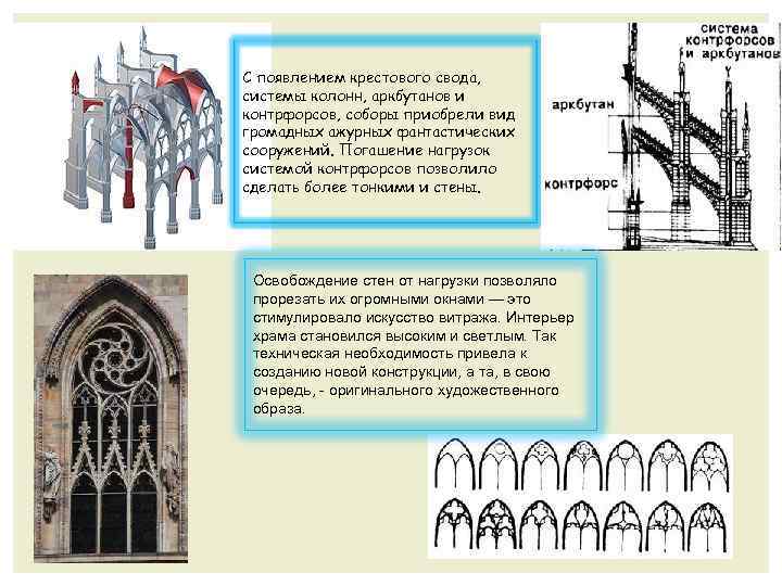 Схема контрфорсов анатомия