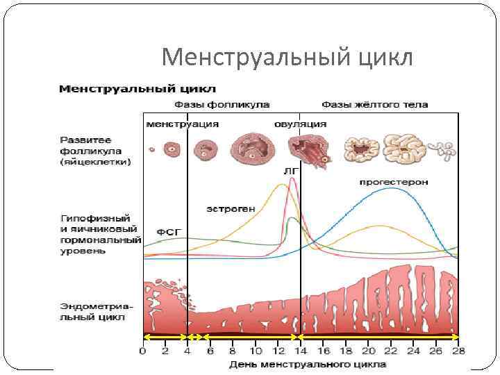Менструальный цикл 