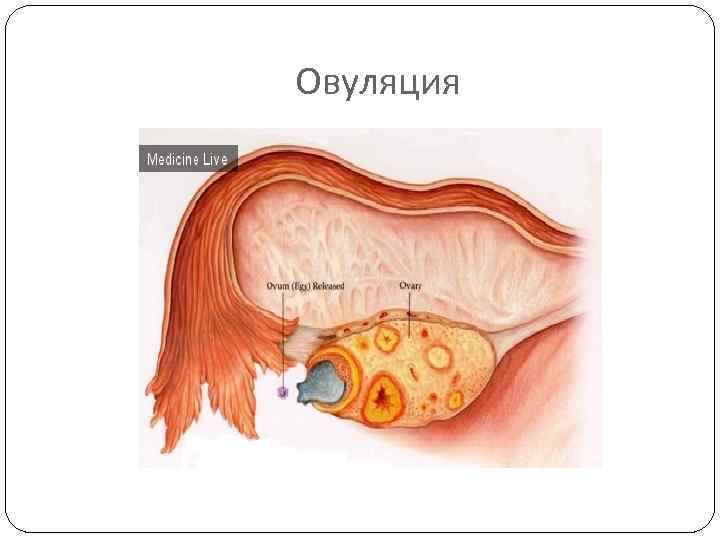 Овуляция 