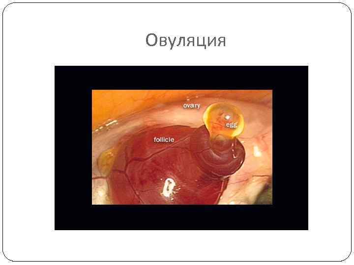 Овуляция 