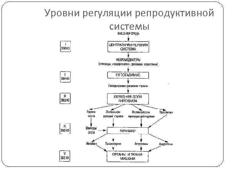 Уровни регуляции репродуктивной системы 
