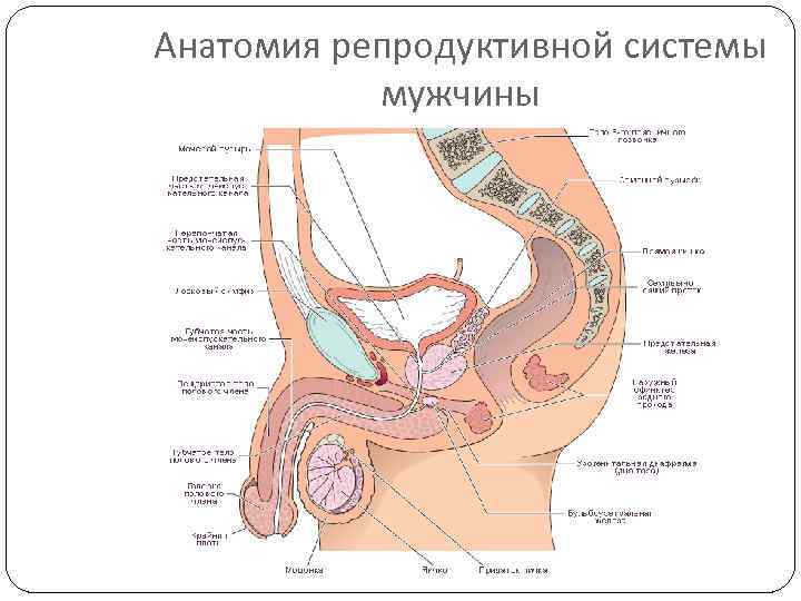 Анатомия репродуктивной системы мужчины 