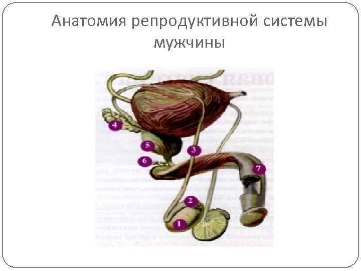Анатомия репродуктивной системы мужчины 