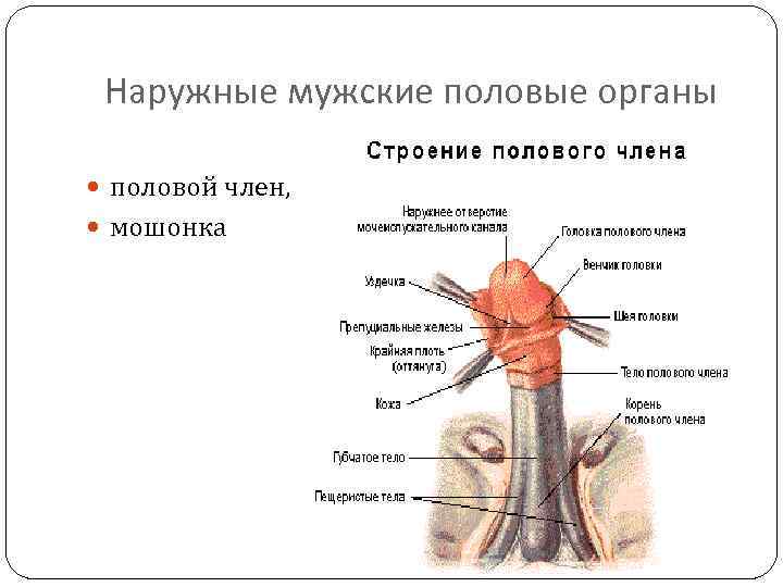 Наружные мужские половые органы половой член, мошонка 