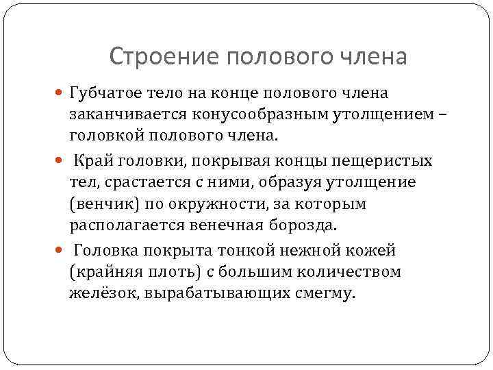 Строение полового члена Губчатое тело на конце полового члена заканчивается конусообразным утолщением – головкой