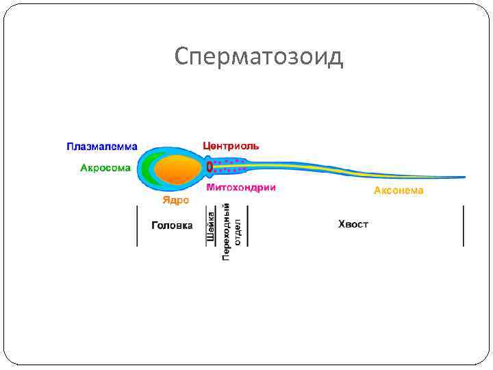 Сперматозоид 