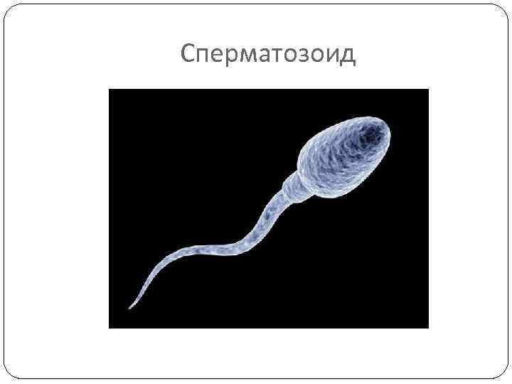 Сперматозоид 