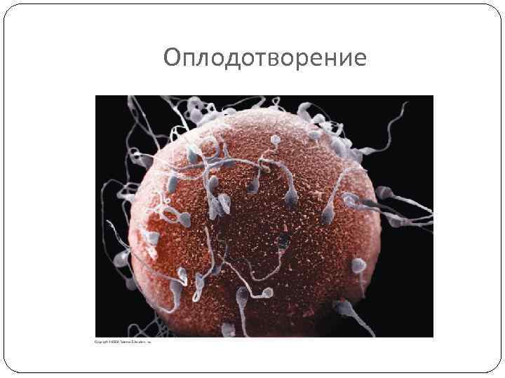 Оплодотворение 
