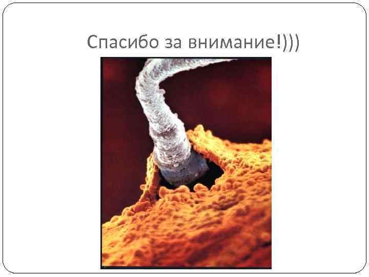 Спасибо за внимание!))) 