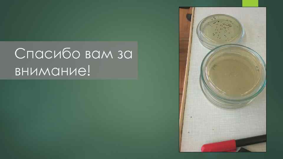 Спасибо вам за внимание! 