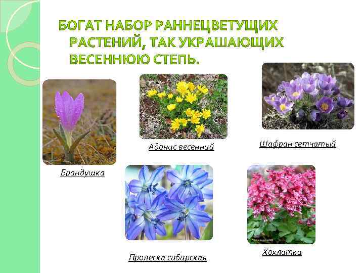 Раскрась и подпиши раннецветущие растения