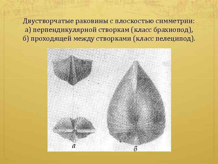 Двустворчатые раковины с плоскостью симметрии: а) перпендикулярной створкам (класс брахиопод), б) проходящей между створками