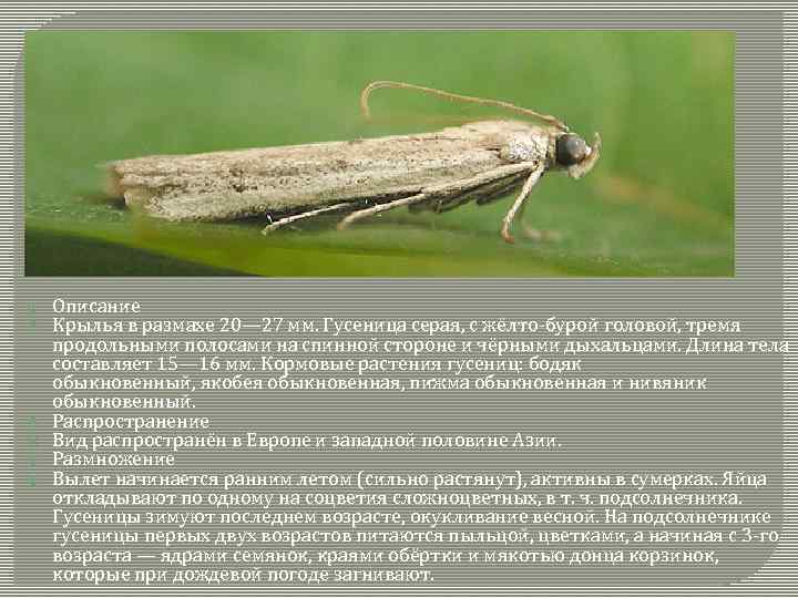  Описание Крылья в размахе 20— 27 мм. Гусеница серая, с жёлто-бурой головой, тремя