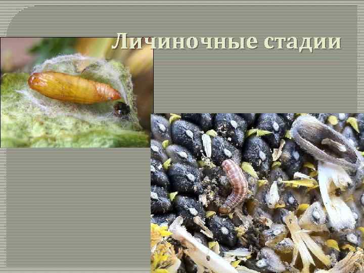 Личиночные стадии 