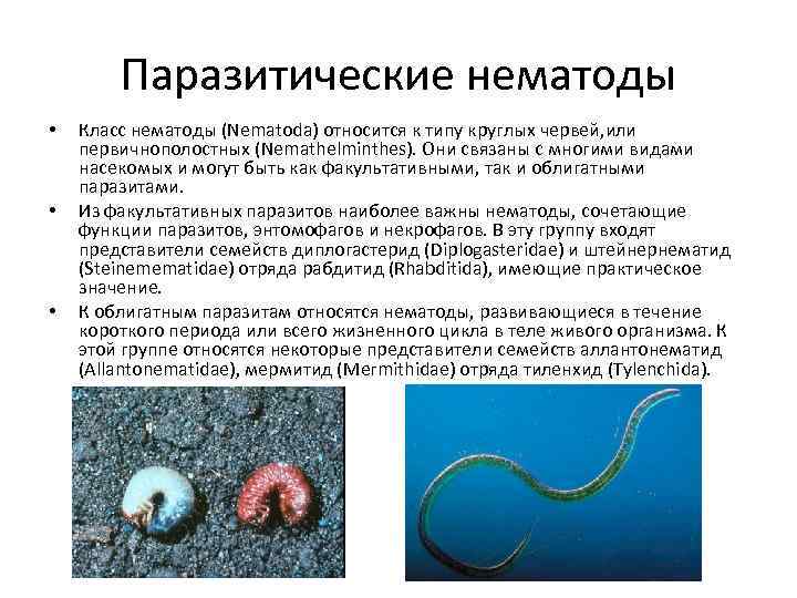 Паразитические нематоды • • • Класс нематоды (Nematoda) относится к типу круглых червей, или