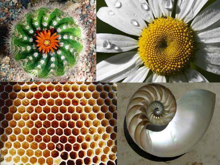 Математика в природе и человеке 