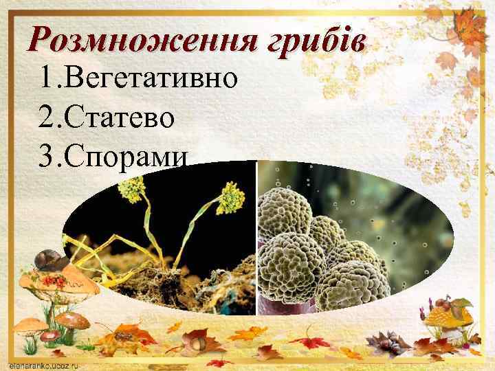 Розмноження грибів 1. Вегетативно 2. Статево 3. Спорами 
