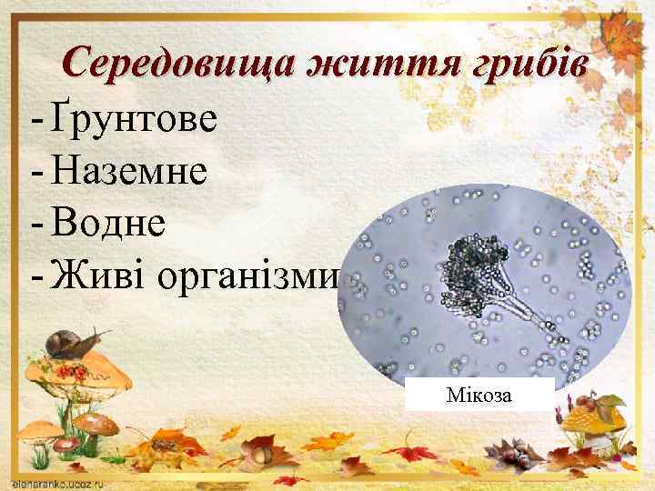 Середовища життя грибів - Ґрунтове - Наземне - Водне - Живі організми Мікоза 