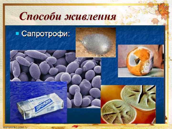 Способи живлення 