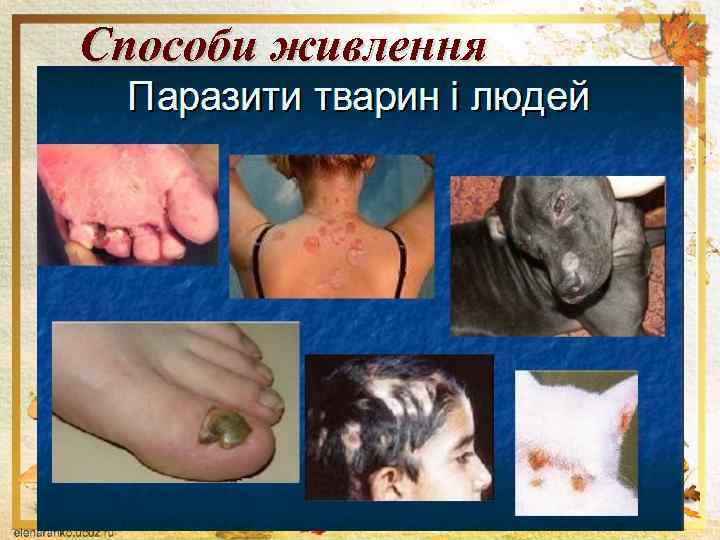 Способи живлення 