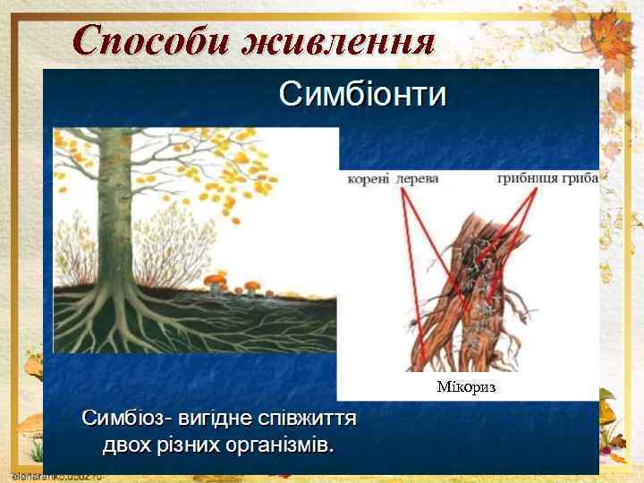 Способи живлення Мікориз 