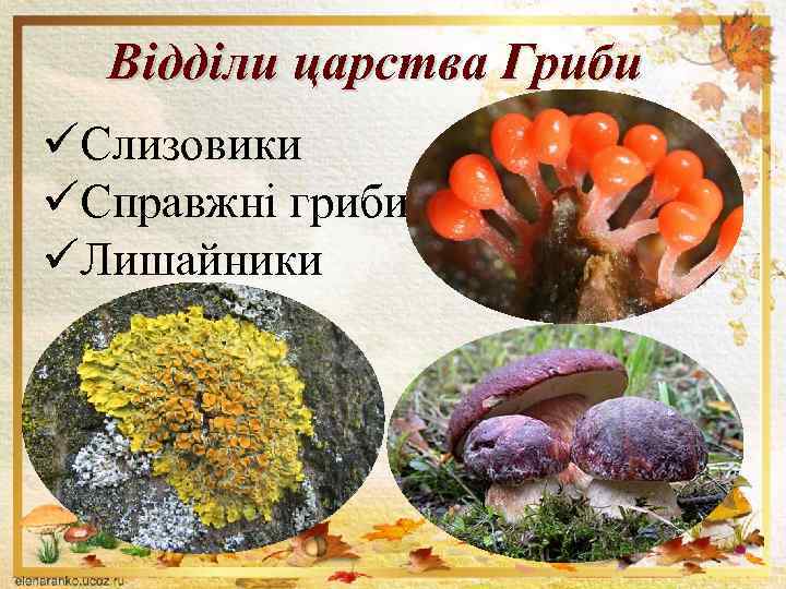 Відділи царства Гриби üСлизовики üСправжні гриби üЛишайники 