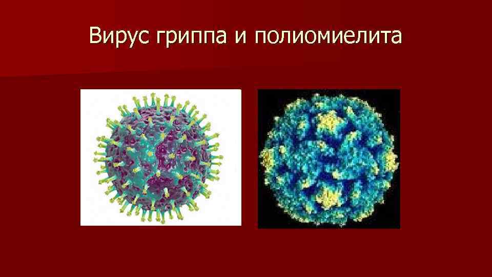 Вирус гриппа и полиомиелита 