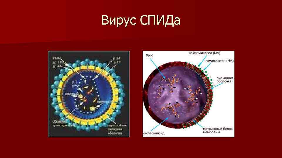 Вирус СПИДа 