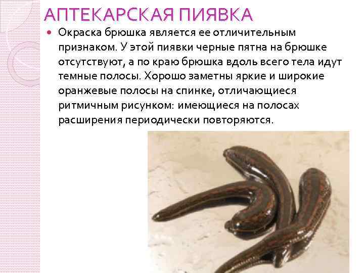 АПТЕКАРСКАЯ ПИЯВКА Окраска брюшка является ее отличительным признаком. У этой пиявки черные пятна на