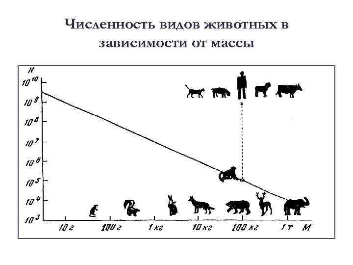 Численность видов животных в зависимости от массы 