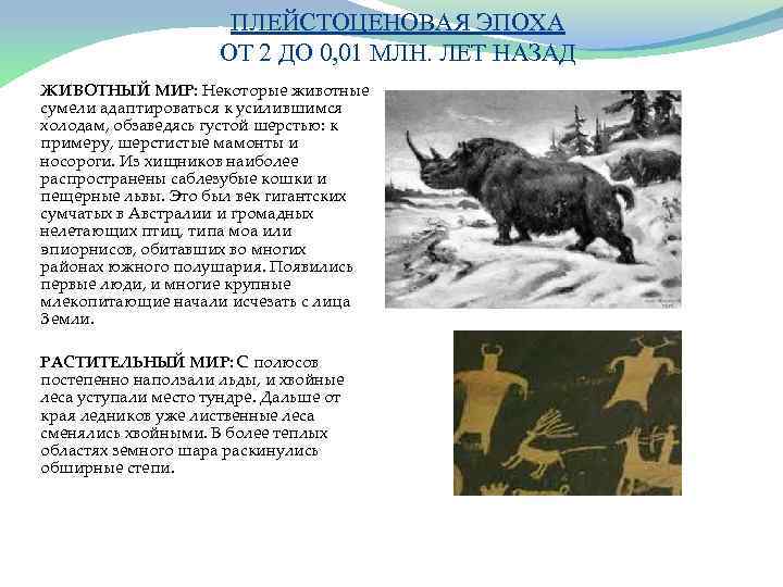 ПЛЕЙСТОЦЕНОВАЯ ЭПОХА ОТ 2 ДО 0, 01 МЛН. ЛЕТ НАЗАД ЖИВОТНЫЙ МИР: Некоторые животные