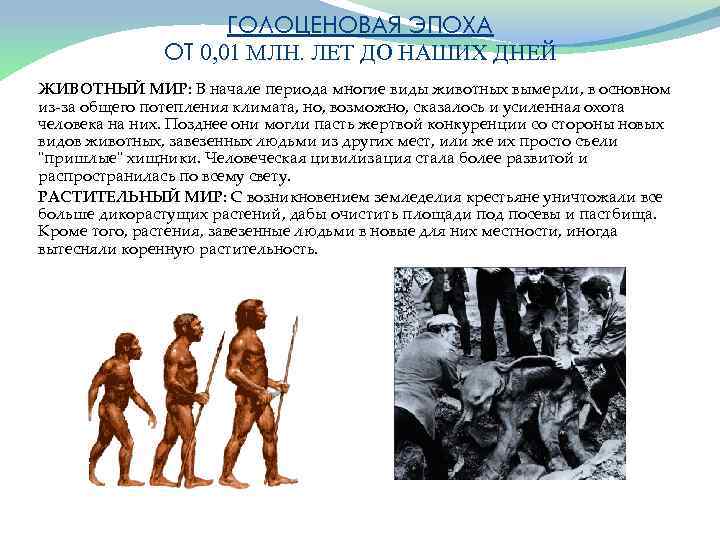 ГОЛОЦЕНОВАЯ ЭПОХА ОТ 0, 01 МЛН. ЛЕТ ДО НАШИХ ДНЕЙ ЖИВОТНЫЙ МИР: В начале