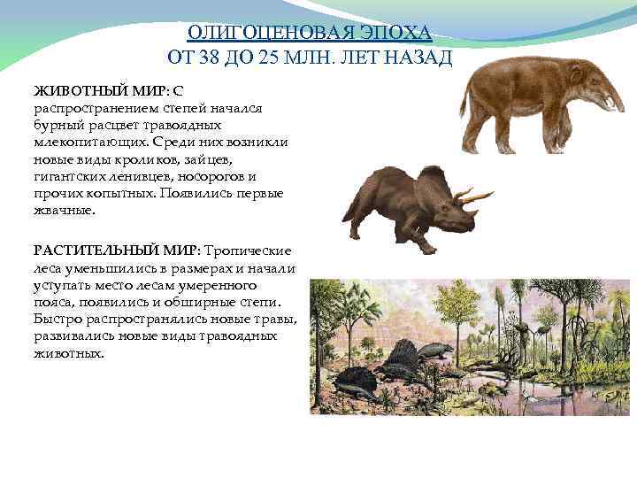 ОЛИГОЦЕНОВАЯ ЭПОХА ОТ 38 ДО 25 МЛН. ЛЕТ НАЗАД ЖИВОТНЫЙ МИР: С распространением степей