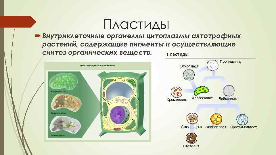 Пластиды Внутриклеточные органеллы цитоплазмы автотрофных растений, содержащие пигменты и осуществляющие синтез органических веществ. 