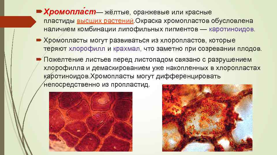  Хромопла ст— жёлтые, оранжевые или красные пластиды высших растений. Окраска хромопластов обусловлена наличием