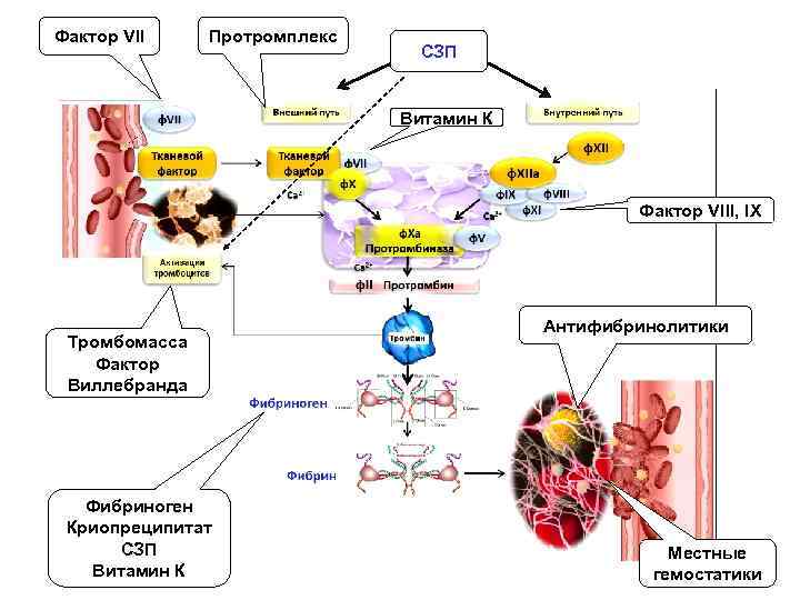 Фактор VII Протромплекс СЗП Витамин К Фактор VIII, IX Тромбомасса Фактор Виллебранда Фибриноген Криопреципитат