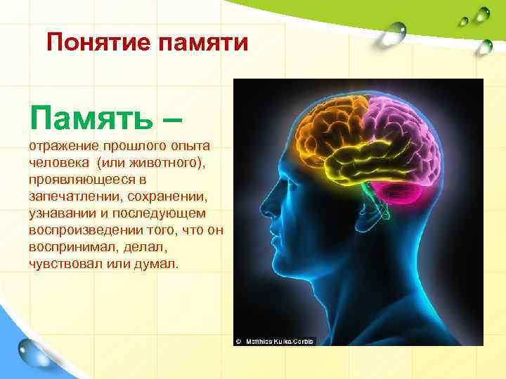 Проект на тему индивидуальные различия памяти у людей