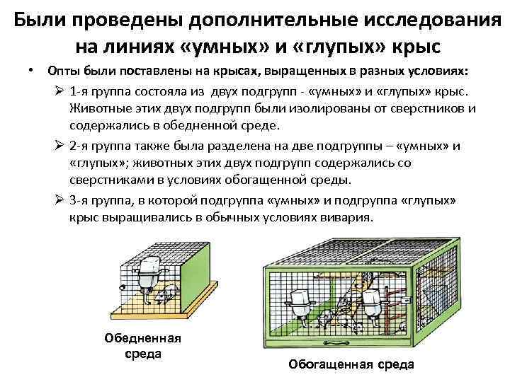 Были проведены дополнительные исследования на линиях «умных» и «глупых» крыс • Опты были поставлены