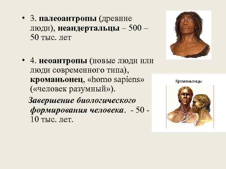  • 3. палеоантропы (древние люди), неандертальцы – 500 – 50 тыс. лет •