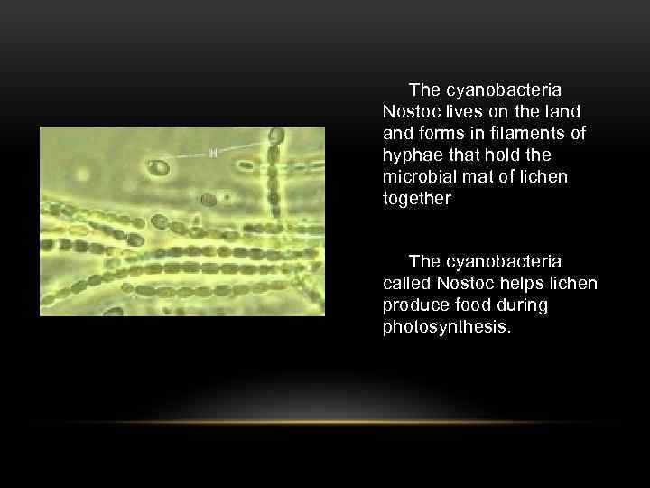 The cyanobacteria Nostoc lives on the land forms in filaments of hyphae that hold