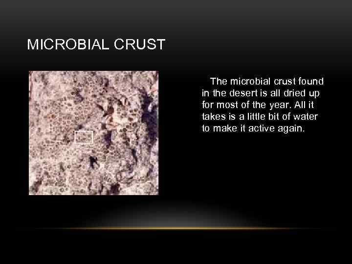 MICROBIAL CRUST The microbial crust found in the desert is all dried up for